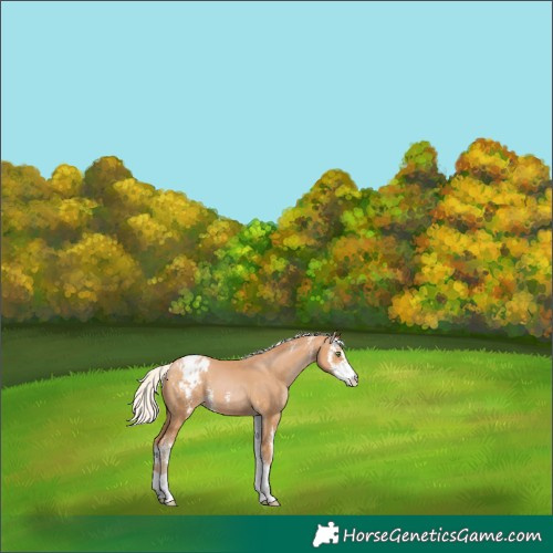 Horse Color:Silver Bay Pearl Sabino Blanket
