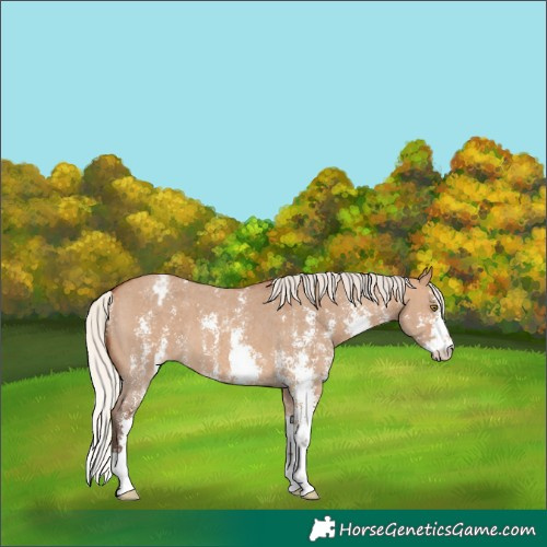 Horse Color:Silver Bay Dun Sabino Varnish 