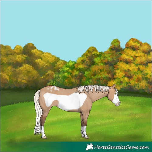 Horse Color:Silver Bay Dun Frame Blanket 
