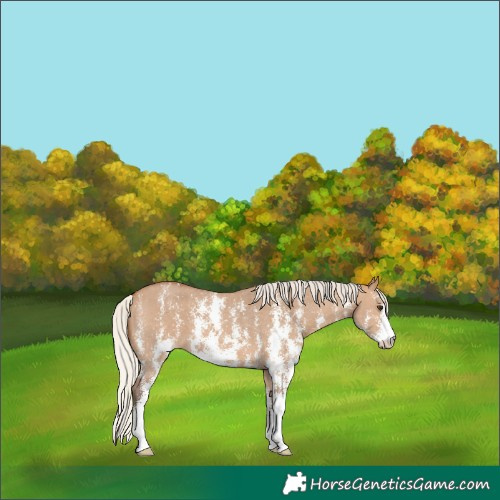 Horse Color:Silver Bay Dun Sabino Blanket