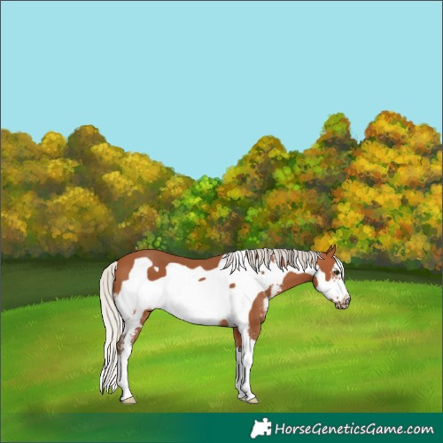 Horse Color:Silver Bay Sabino Frame
