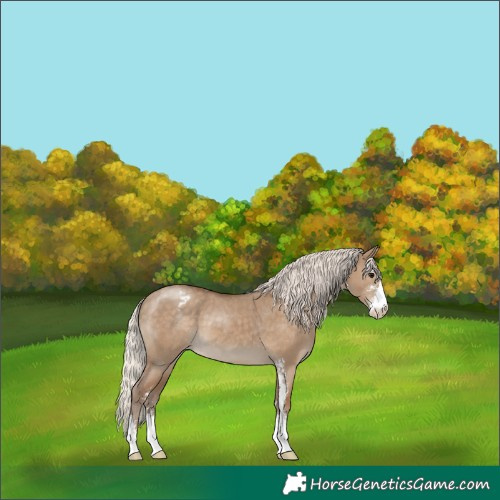 Horse Color:Silver Grullo Sabino Appaloosa