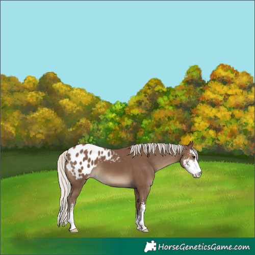 Horse Color:Silver Black Sabino Blanket