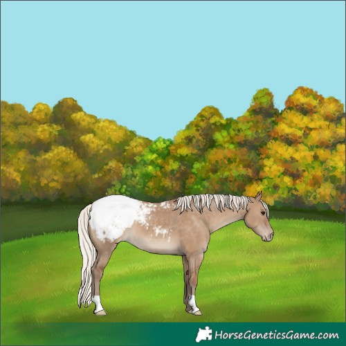 Horse Color:Silver Grullo Snowcap