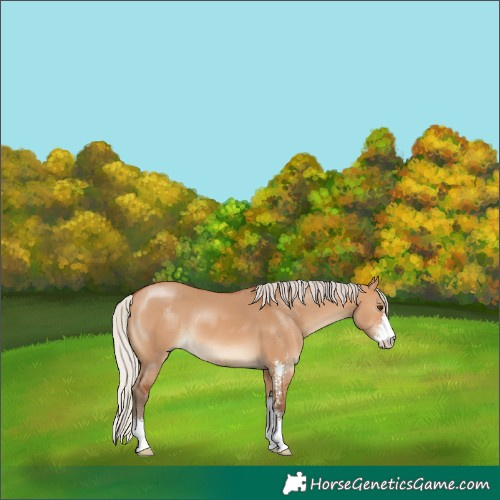 Horse Color:Silver Bay Dun Sabino