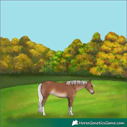 Horse Color:Silver Black