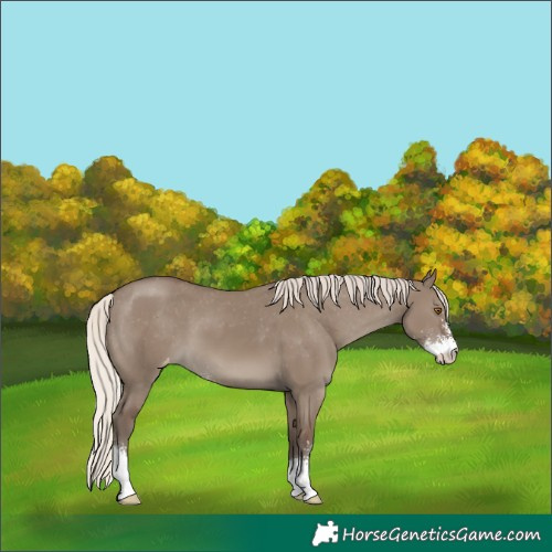 Horse Color:Silver Grullo Sabino Varnish 