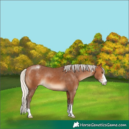 Horse Color:Silver Bay Sabino Varnish