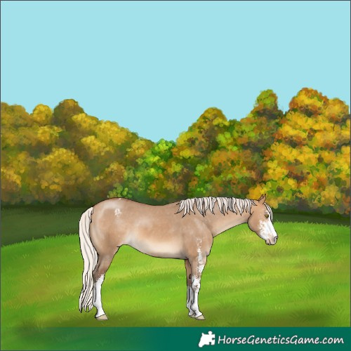 Horse Color:Silver Bay Dun Sabino Varnish