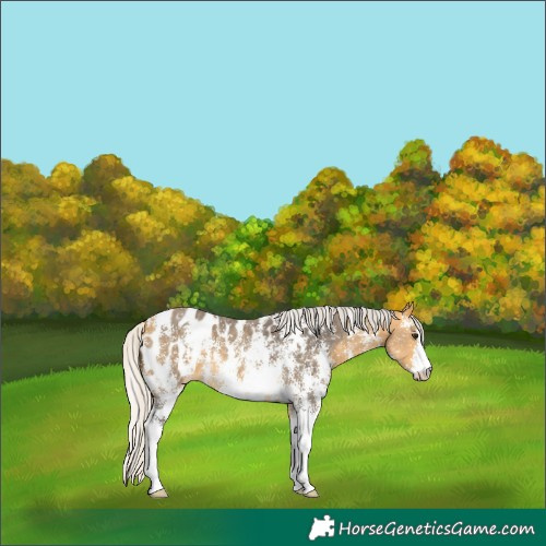 Horse Color:Silver Buckskin Sabino Blanket