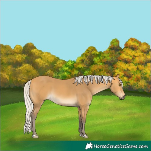 Horse Color:Silver Buckskin