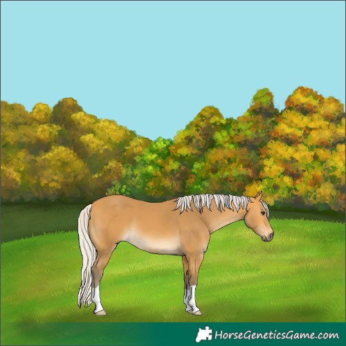 Horse Color:Silver Buckskin 