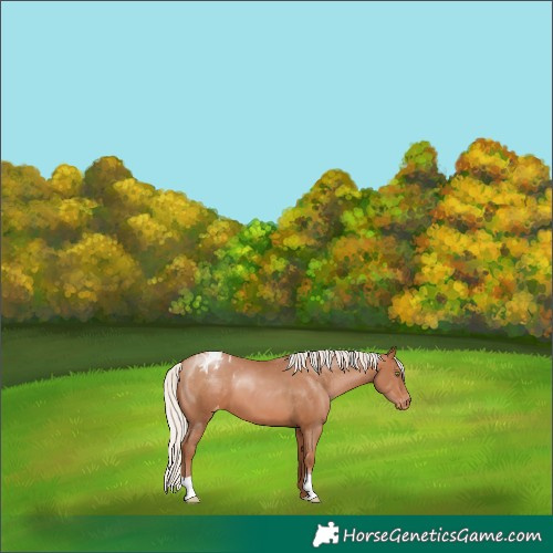 Horse Color:Silver Brown Pearl Blanket