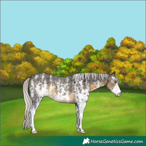 Horse Color:Silver Buckskin Sabino Varnish 