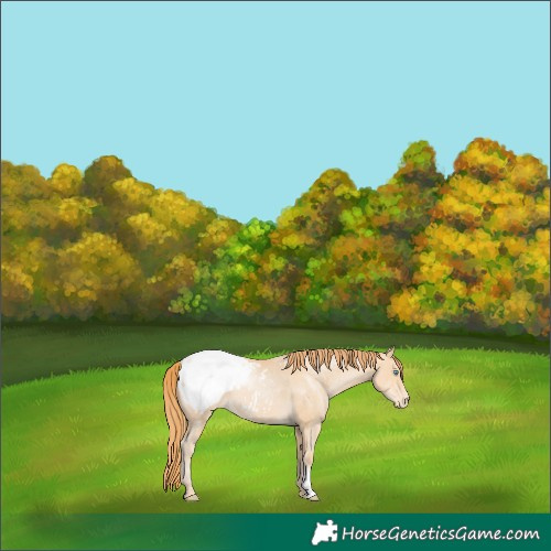 Horse Color:Buckskin Pearl Snowcap 