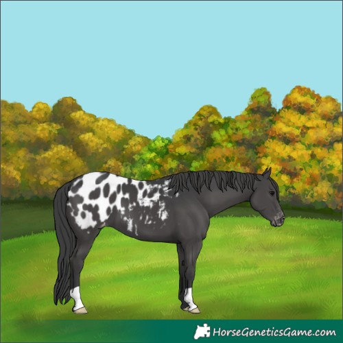 Horse Color:Black Blanket