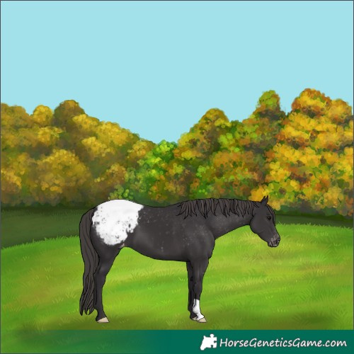 Horse Color:Smoky Black Snowcap 