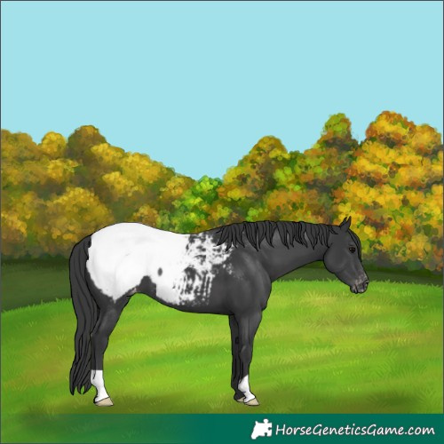 Horse Color:Black Snowcap