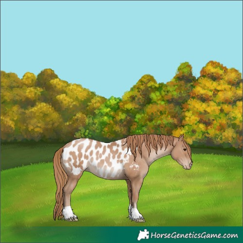 Horse Color:Black Pearl Near Leopard