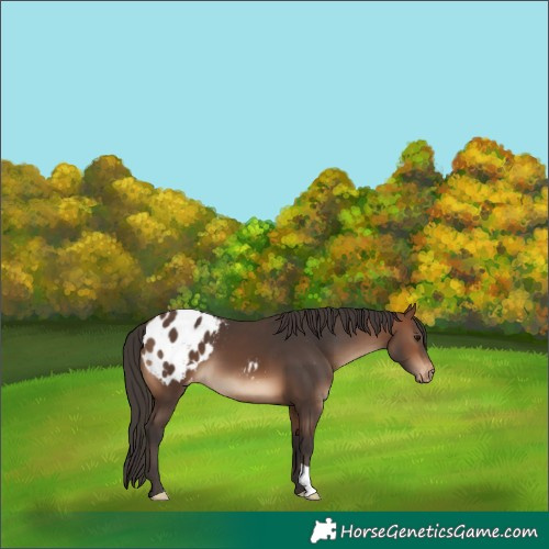 Horse Color:Brown Blanket