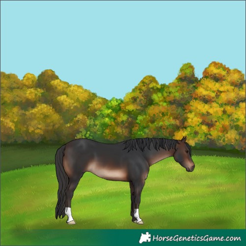 Horse Color:Brown