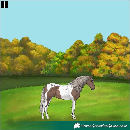 Horse Color:Silver Black Tobiano