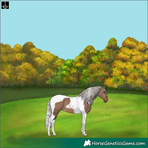 Horse Color:Silver Brown Dun Tobiano 