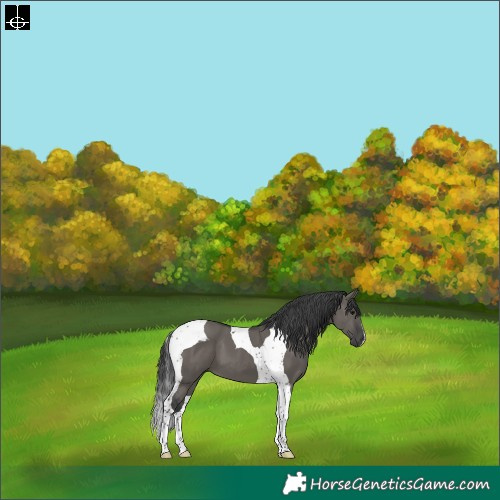 Horse Color:Grullo Tobiano