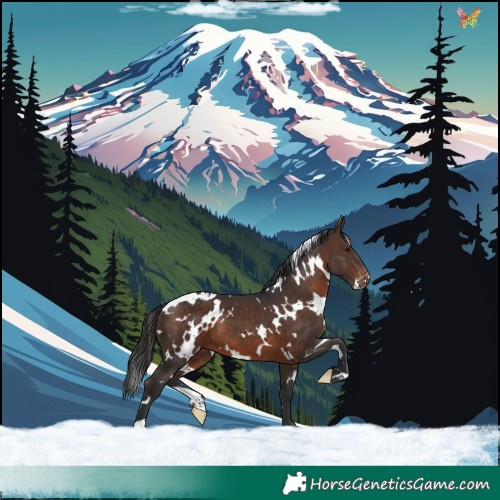 Horse Color:White Spotted Brown Appaloosa