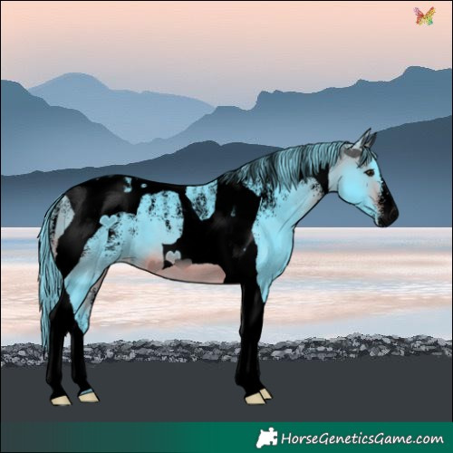 Horse Color:Powder White Void Watercolor Brown Tobiano Skewed LP Spotted