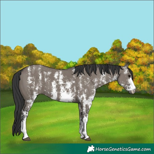Horse Color:Grullo Sabino Rabicano