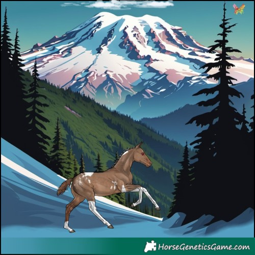 Horse Color:Liver Red Dun Tobiano Skewed LP Spotted 