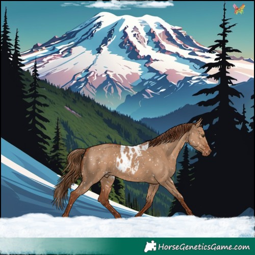 Horse Color:Red Dun Skewed Appaloosa 