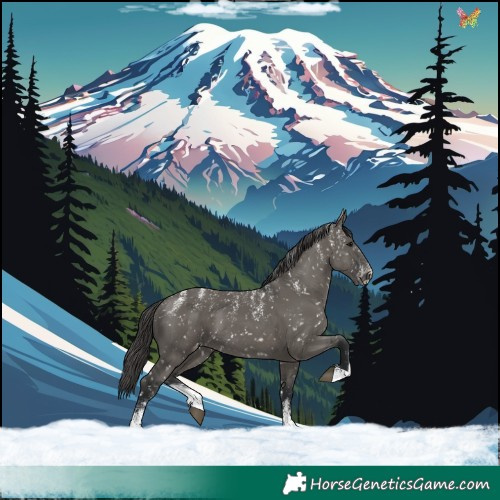 Horse Color:Powder White Grullo Skewed Appaloosa