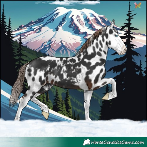 Horse Color:Liver Chestnut Splash Skewed LP Spotted