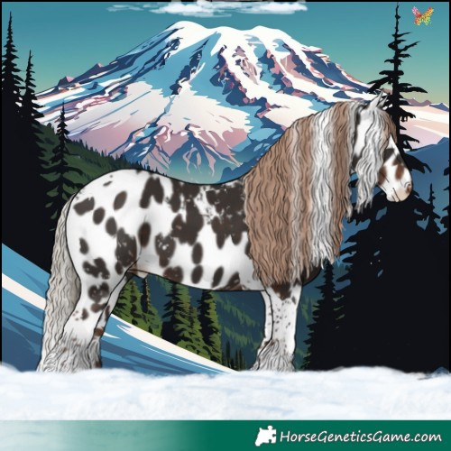 Horse Color:Liver Chestnut Tobiano Skewed Appaloosa 