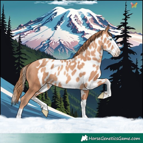 Horse Color:Gold Champagne Splash Skewed LP Spotted 