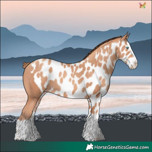 Horse Color:Gold Champagne Splash Skewed LP Spotted 