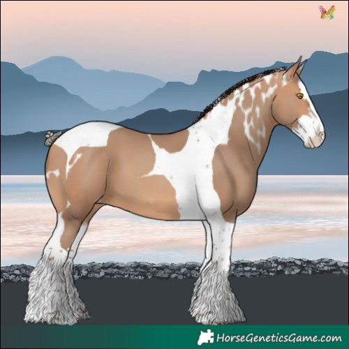 Horse Color:Amber Champagne Splash Tobiano Skewed LP Spotted