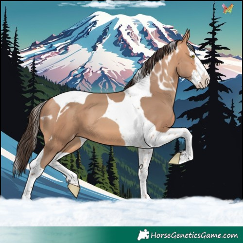 Horse Color:Amber Champagne Splash Tobiano Skewed LP Spotted