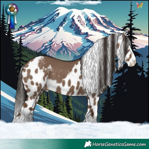 Horse Color:Liver Red Dun Splash Skewed Appaloosa 