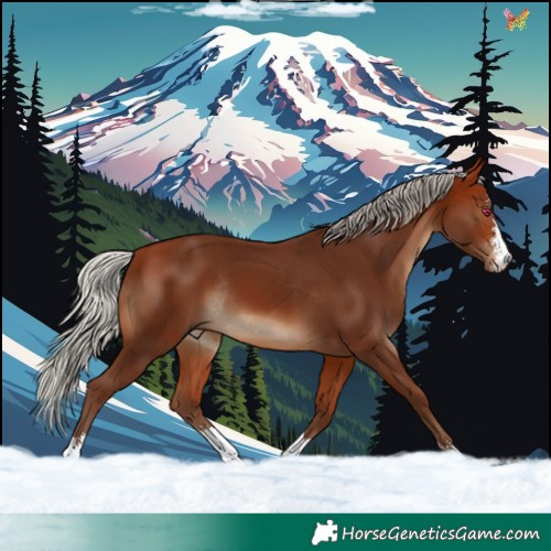 Horse Color:Silver Bay Sabino Rabicano 