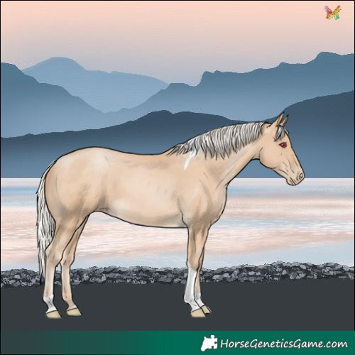 Horse Color:Silver Buckskin Pearl Tobiano Rabicano 