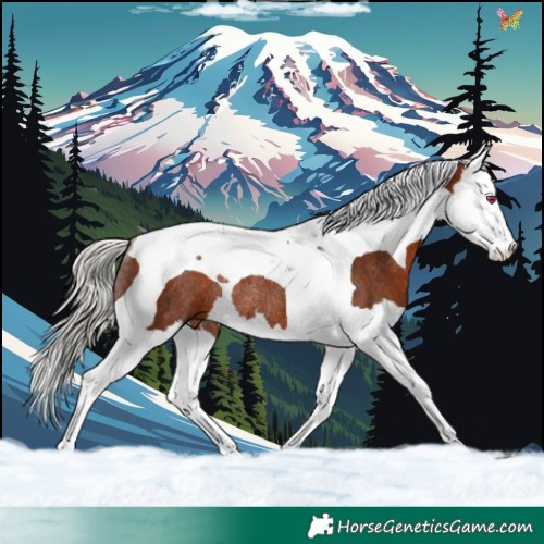 Horse Color:Silver Bay Splash Tobiano Rabicano 