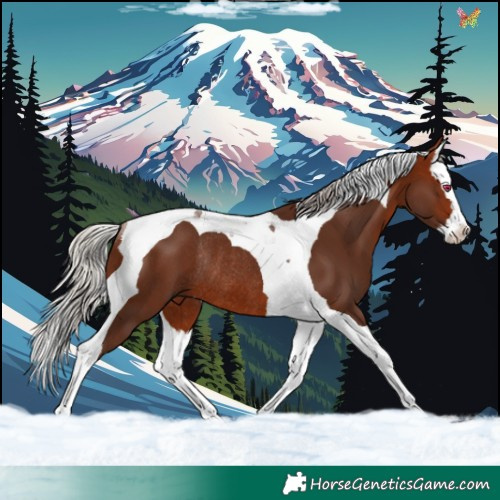 Horse Color:Silver Bay Splash Tobiano Rabicano 