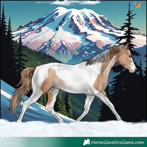 Horse Color:Chestnut Pearl Tobiano Rabicano 