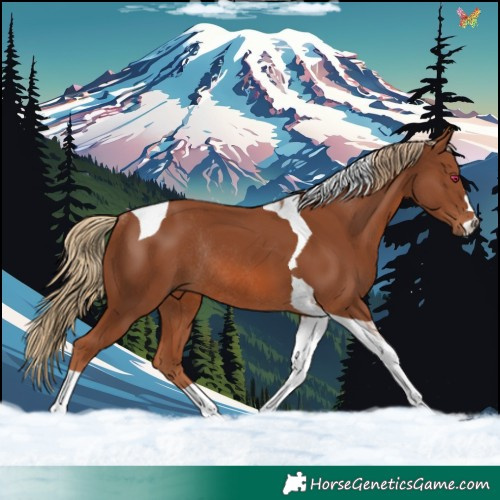 Horse Color:Chestnut Tobiano Rabicano