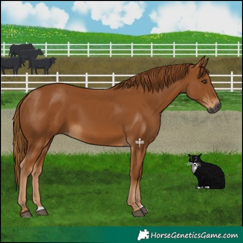 Horse Color:Gray Chestnut 