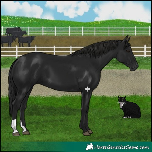 Horse Color:Gray Black 