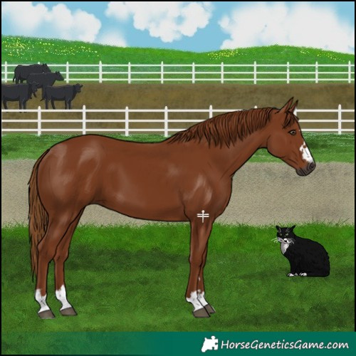 Horse Color:Gray Chestnut